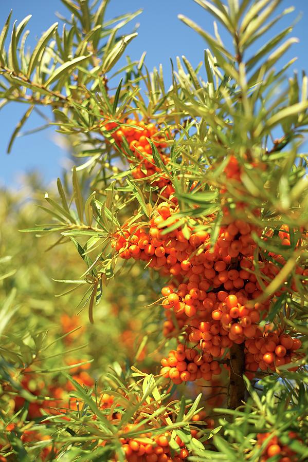 A Sea Buckthorn Bush With Ripe Berries On Hiddensee, Mecklenburg-vorpommern Photograph by Jalag / Natalie Kriwy