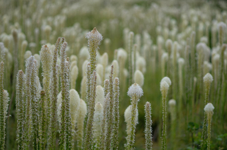 A Sea of Bear Grass by Matthew Irvin A Sea of Bear Grass by Matthew Irvin