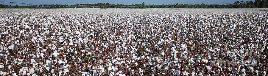 A Sea of Cotton Farming Landscape Georgia Agriculture Art Photograph by Reid Callaway
