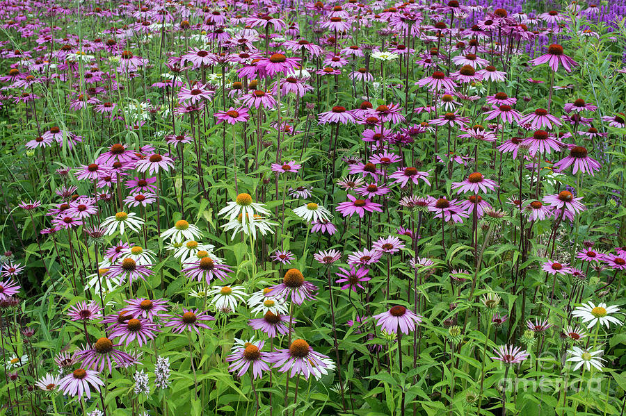 A Sea Of Echinacea Coneflowers Photograph by Tim Gainey