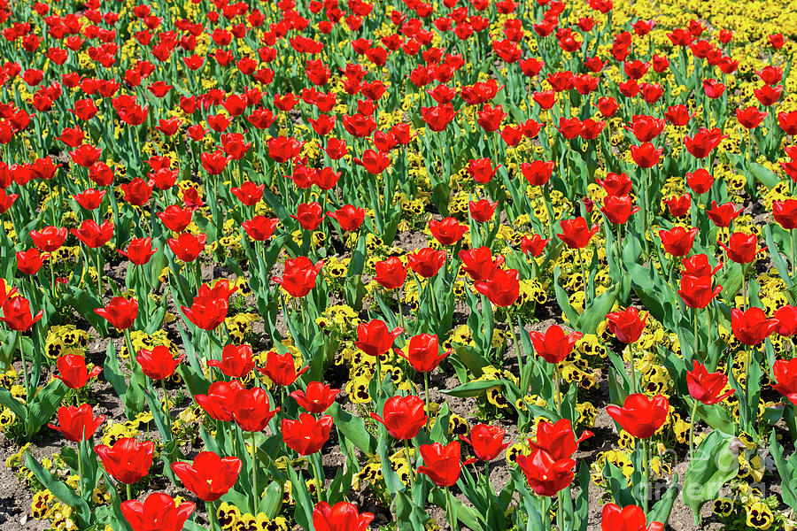 A sea of flowers. Beautiful vid red tulip blossoms in a flowerbed mixed with yellow pansies. Photograph by Ulrich Wende