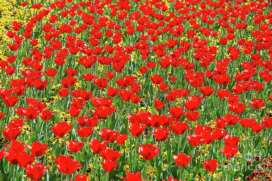 A sea of flowers. Gorgeous bright red tulip blossoms in a flowerbed mixed with yellow pansies. Photograph by Ulrich Wende