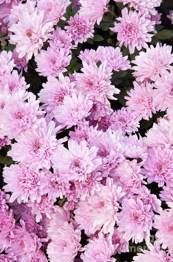 Flower Photograph - A Sea of Light Pink Chrysanthemums #1 #floral #art  by Anitas and Bellas Art