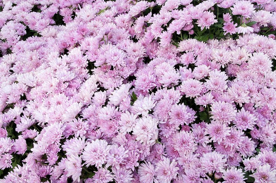 Flower Photograph - A Sea of Light Pink Chrysanthemums #2 #floral #art by Anitas and Bellas Art