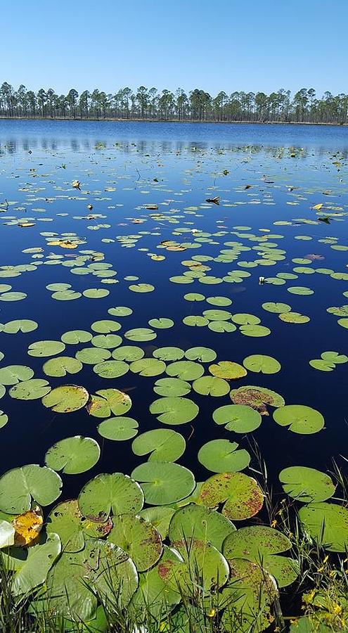 A Sea of Lily Pads Photograph by Lindsey Floyd