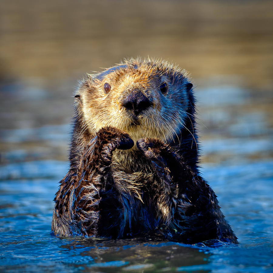 A Sea Otter Photograph by Anchor Lee