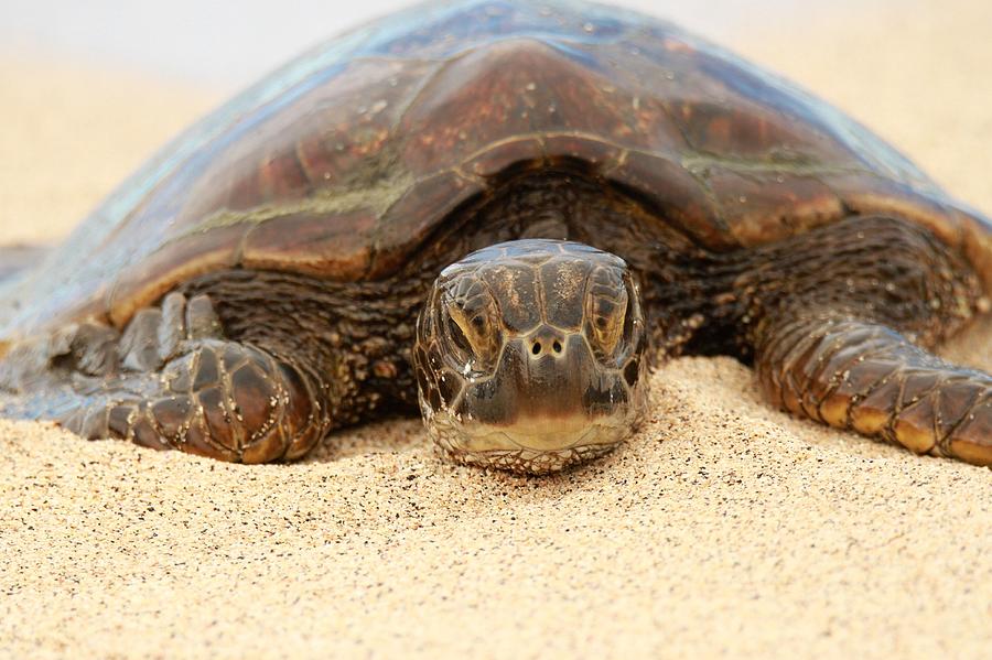 A Sea Turtle Portrait Photograph by Christopher Miles Carter - Pixels