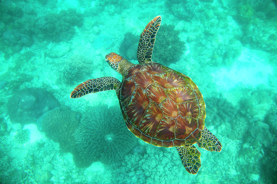 A Sea Turtle Swims Underwater In The Photograph by Sean White / Design Pics