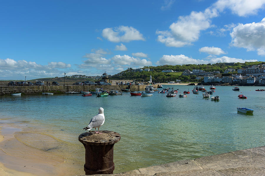 A seagull dreaming at the Harbour by Eddy Kinol A seagull dreaming at the Harbour by Eddy Kinol