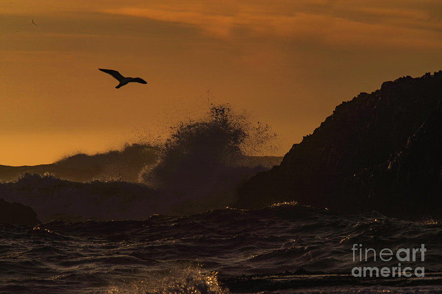 A seagull through the waves Photograph by Jeff Swan