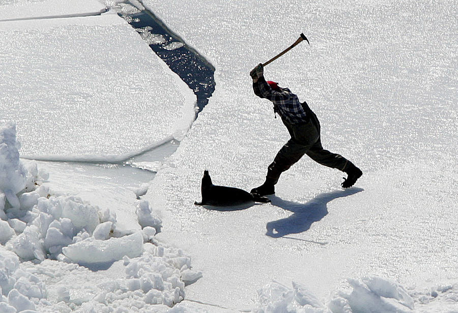 A Seal Hunter Uses a Hakapic on a Harp Photograph by Paul Darrow Fine