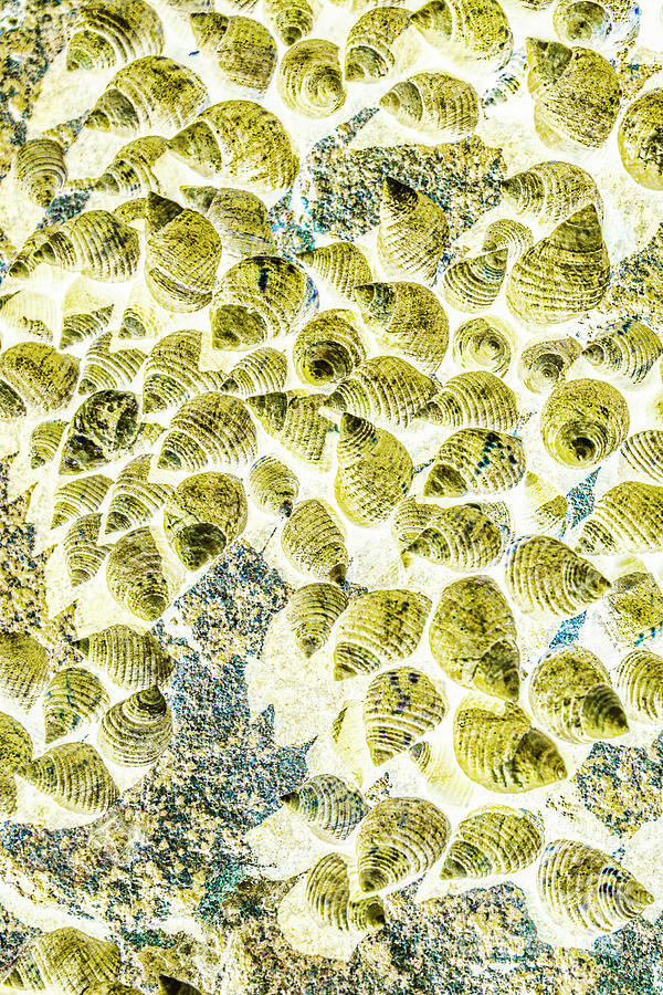 A Seashell Abstract Photograph