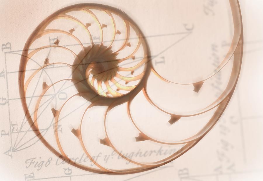 A Seashell Drawing On Top Of A Digital Art by Tetra Images