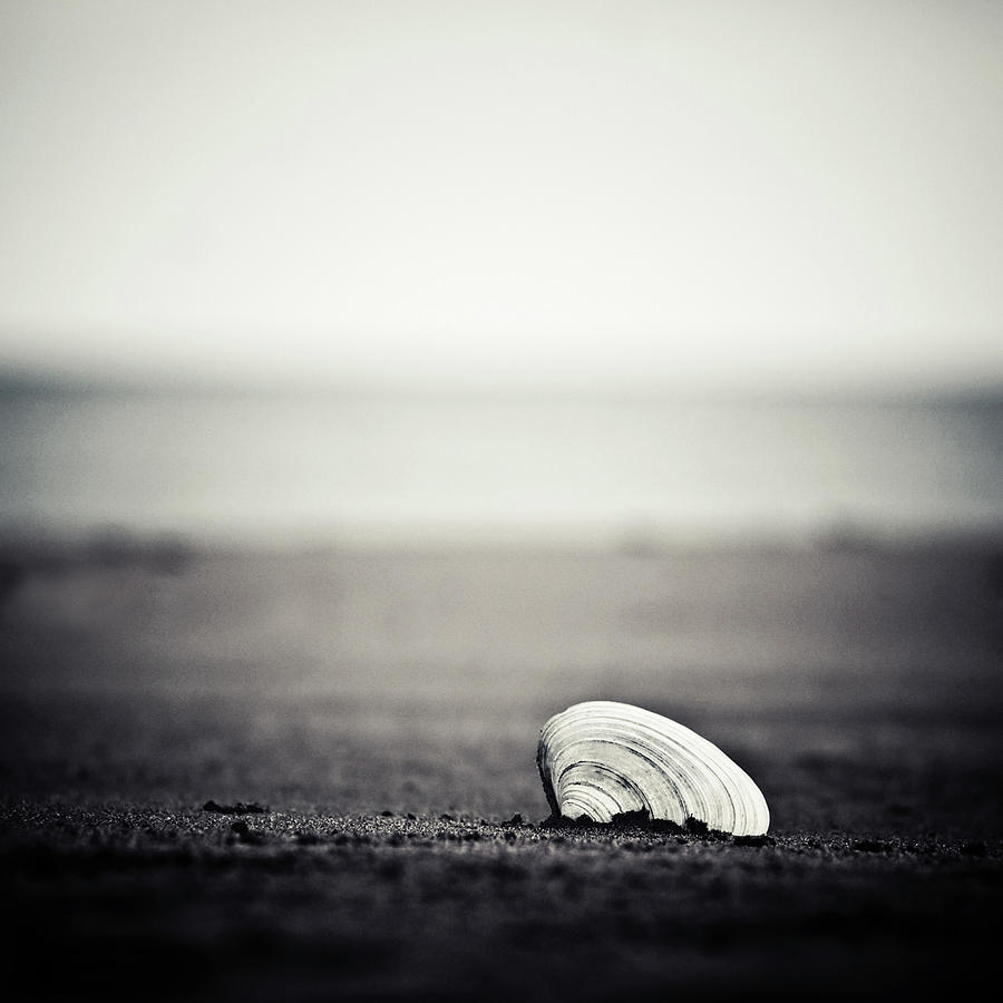 A Seashell On The Beach Photograph by Janice Lin