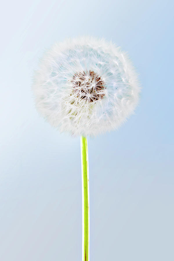 A Seed-headed Dandelion Against A Photograph by Luxx Images