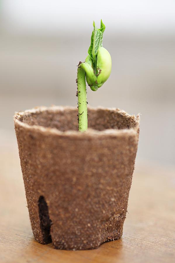 A Seedling In A Pot Photograph by Alena Hrbkov