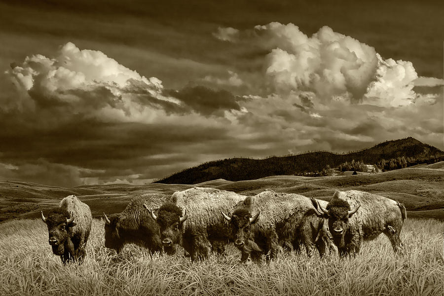 A Sepia Tone Photograph of a Herd of American Buffalo Bison grazing in Yellowstone Photograph by Randall Nyhof