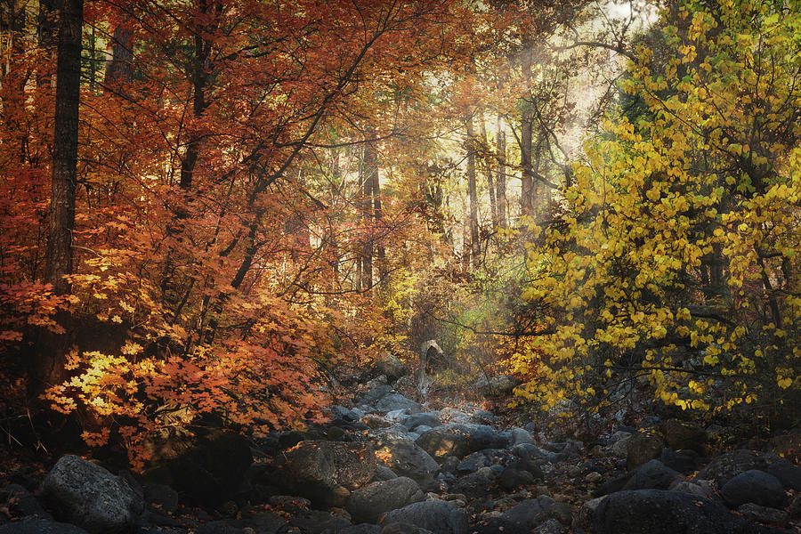 A Serene Autumn Morning In The Forest  Photograph by Saija Lehtonen