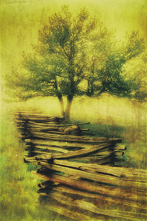 Nature Photograph - A Shady Tree on a Foggy Day FX by Dan Carmichael
