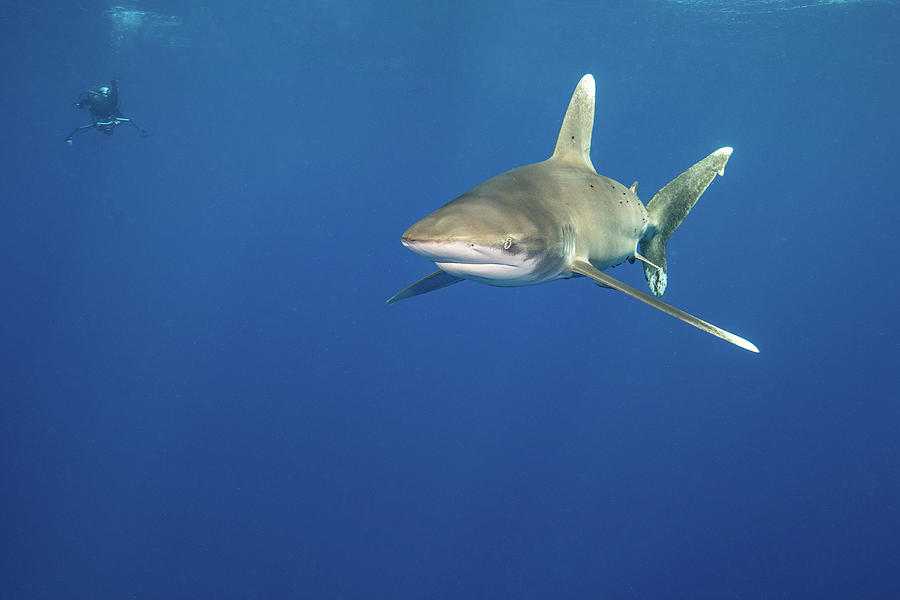 A Shark And Diver Enjoy A Swim Photograph by Stocktrek Images - Fine ...