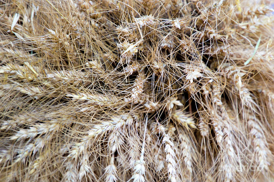 A Sheaf Of Grain The Corn Harvest Photograph by Olga Bugrovskaya - Fine ...