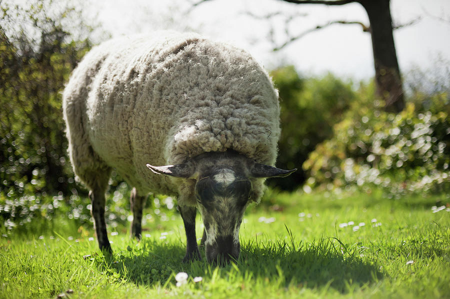 A Sheep Grazes On The Grass Photograph by Helene Cyr / Design Pics