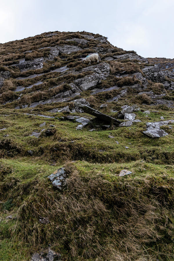 A Sheep on the Move Ireland  Photograph by John McGraw