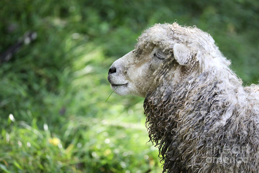 A Content Sheep Photograph