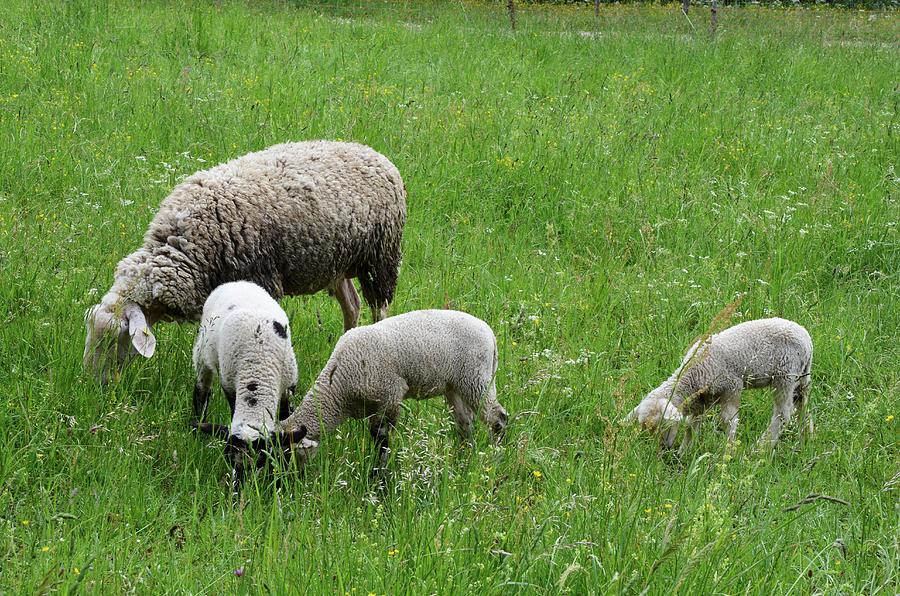 A Sheep With Three Lambs In The Field Photograph by Oswald Eckstein