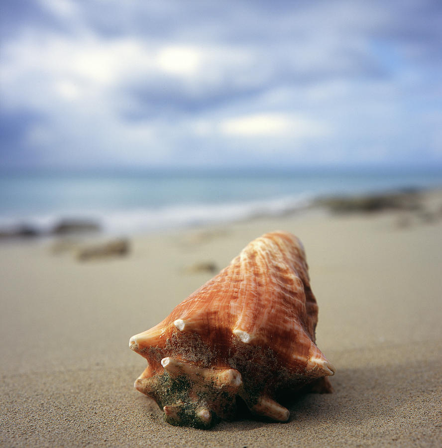 A Shell On A St. Croix Beach Photograph by Andrew Clark