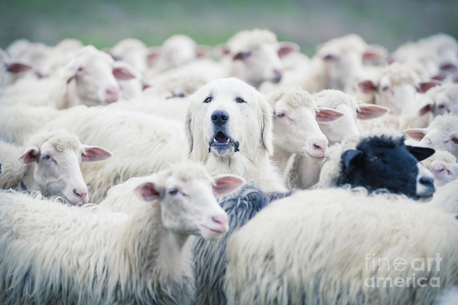 Crowd Photograph - A Shepherd Dog Popping His Head Up From by Anadman Bvba Crowd Photograph - A Shepherd Dog Popping His Head Up From by Anadman Bvba