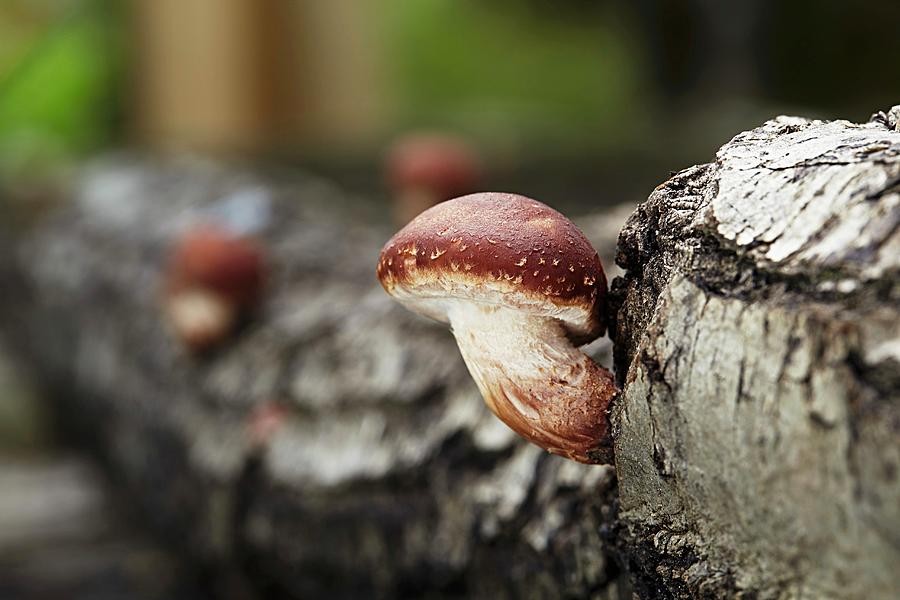 A Shiitake Mushroom Growing On A Tree Trunk lentinula Edodes Photograph by Herbert Lehmann