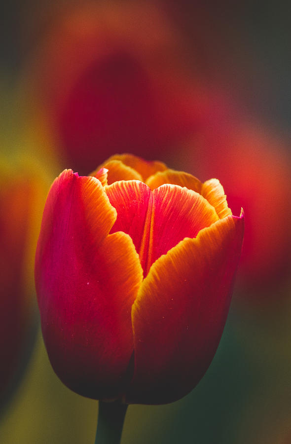 Moscow Photograph - A Shining Tulip by Andrey Kotov