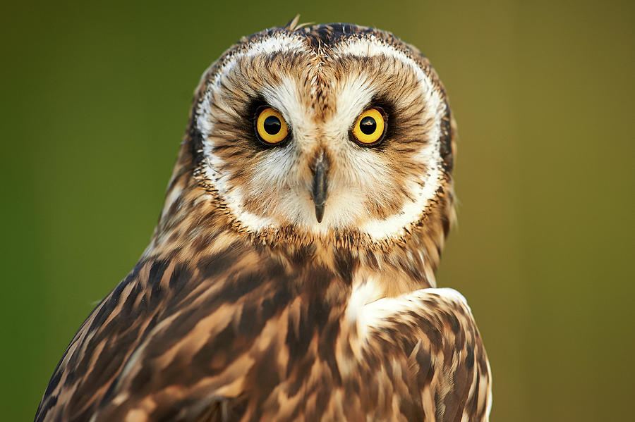 A Short-eared Owl Asio Flammeus Photograph by Ben Queenborough