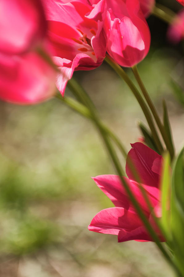 A Short Pink Tulip Growing Among Taller Photograph by Maria Mosolova