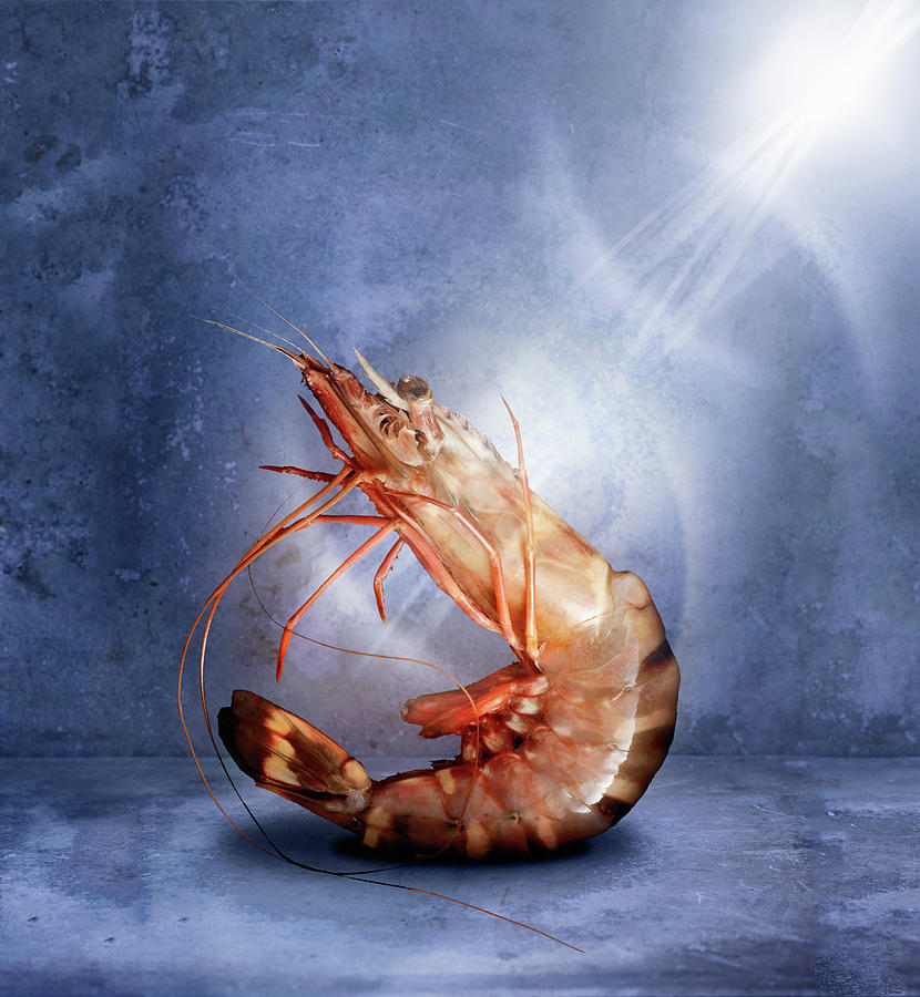 A Shrimp Against A Blue Background Photograph by Petr Gross