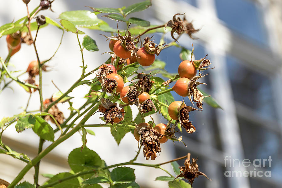 Fall Photograph - A sign of Autumn - Rosehips by Bridget Mejer