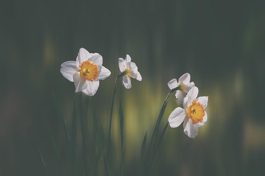 A Silent Spring Photograph by Shan Jiang