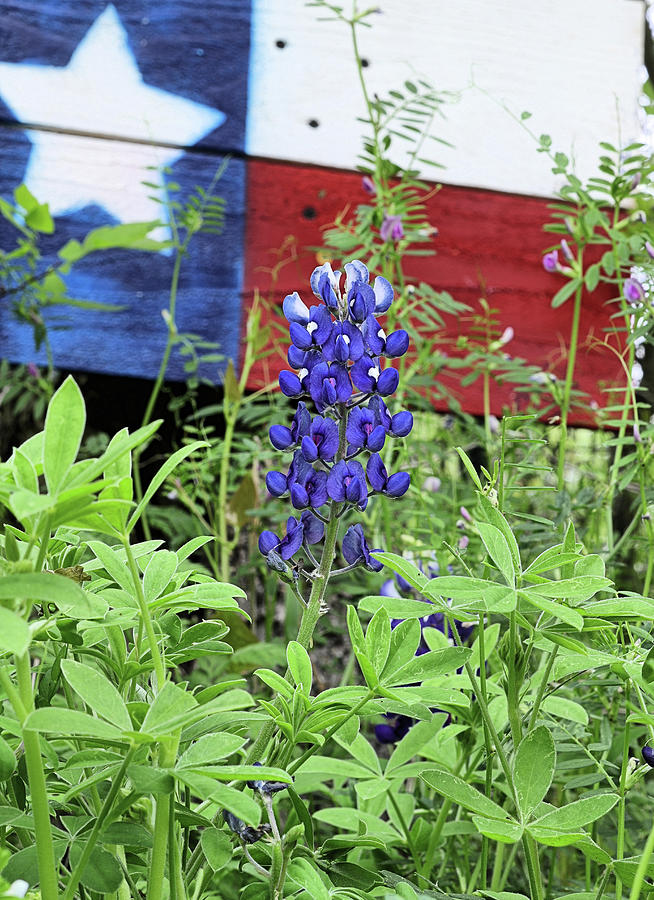 A Single Blue Bonnet With The Texas Flag Photograph by JC Findley