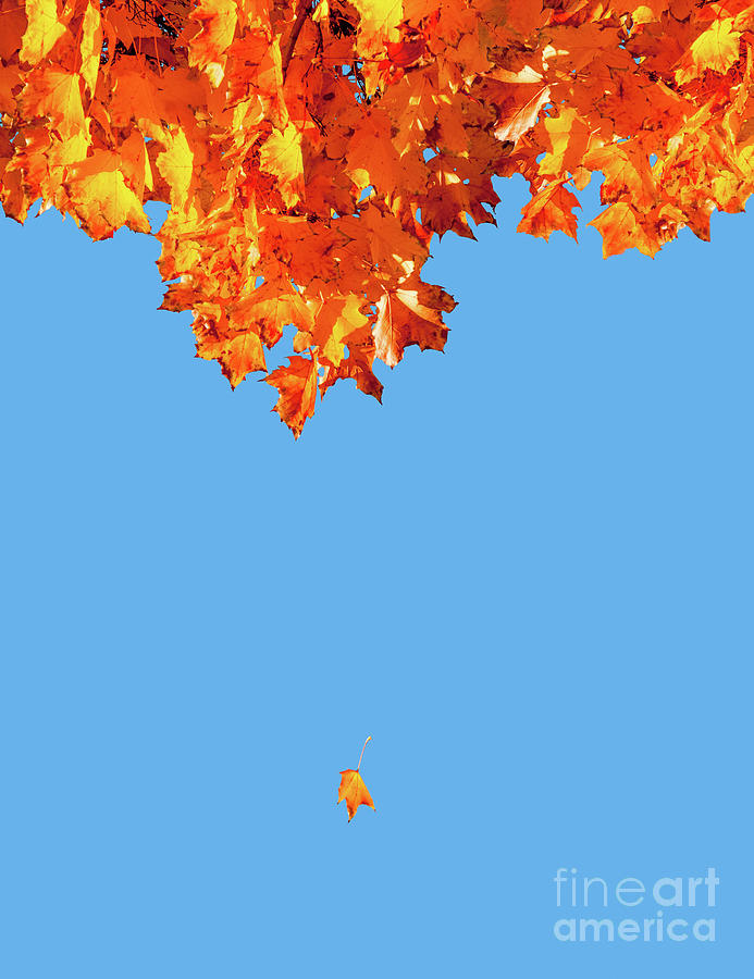 A single fall colored leaf falls from an autumn tree in a blue October sky. Photograph by Ulrich Wende