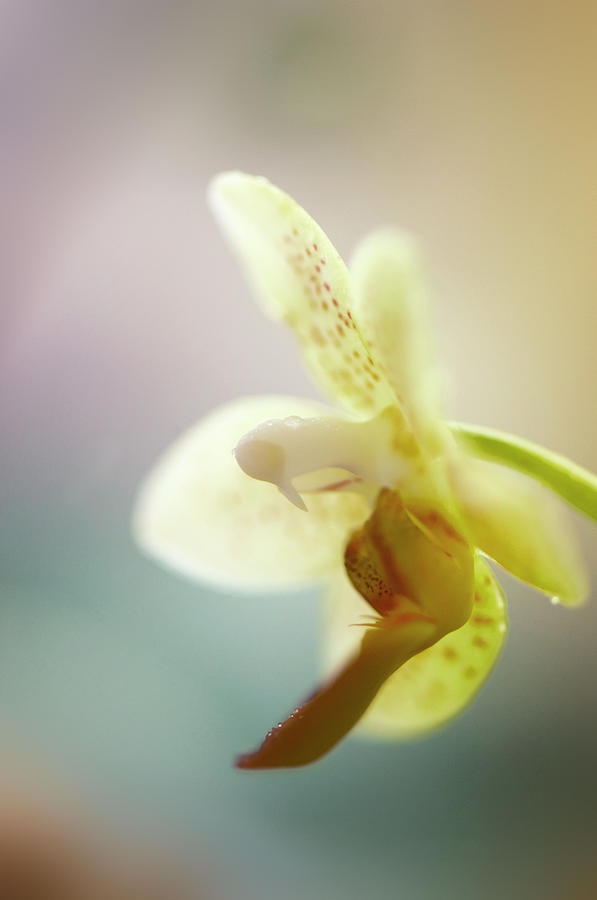 A Single Flower Of Phalaenopsis Mini Photograph by Maria Mosolova