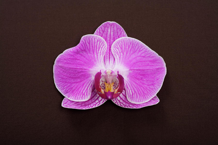 A Single Moth Orchid Phalaenopsis Photograph by Jane