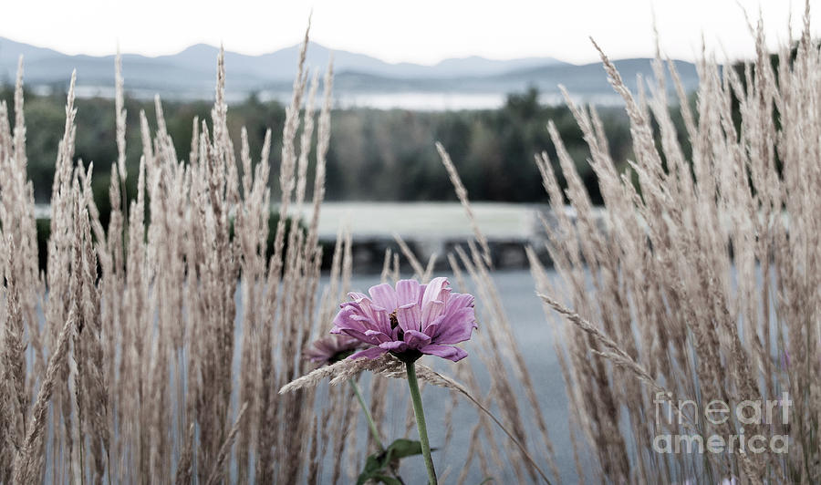A Single Pink Blossom Photograph by Deborah Klubertanz