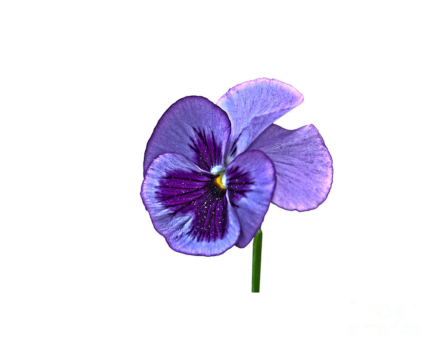 Nature Photograph - A Single Purple Pansy on a transparent background by Terri Waters