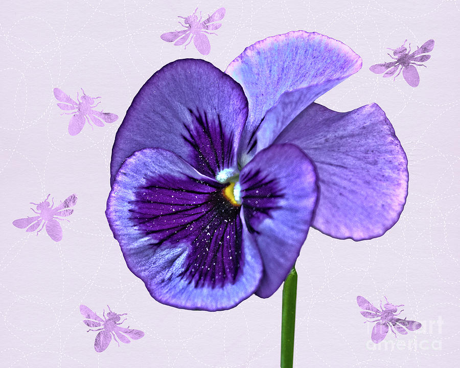 A Single Purple Pansy Photograph by Terri Waters