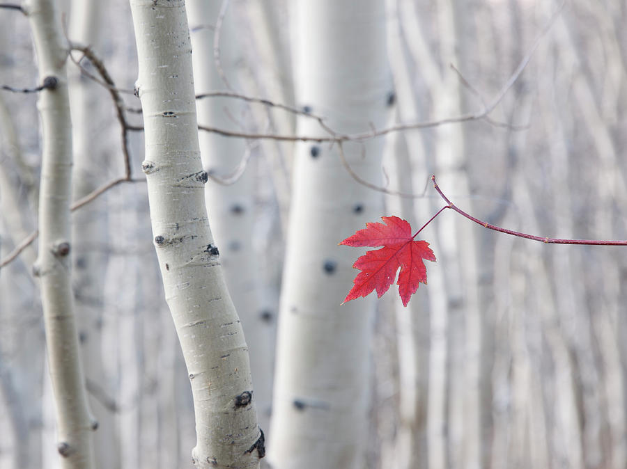 A Single Red Maple Leaf In Autumn Photograph by Mint Images - David Schultz