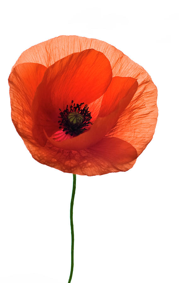 A Single Red Poppy Flower On A White Photograph by Santosha