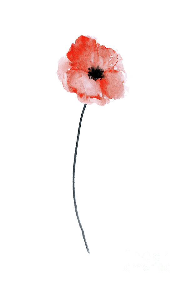 A Single Red Poppy Watercolor Painting By Joanna Szmerdt