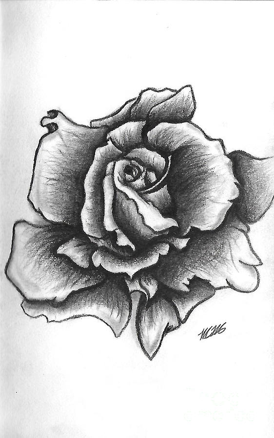 A Single Rose Drawing by Marissa McAlister