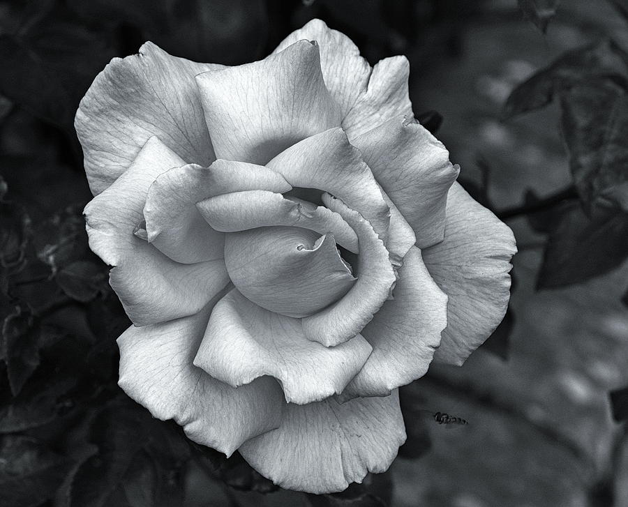 A Single Rose Monochrome Photograph by Jeff Townsend